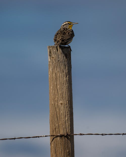 A bird sitting on top of a wooden post