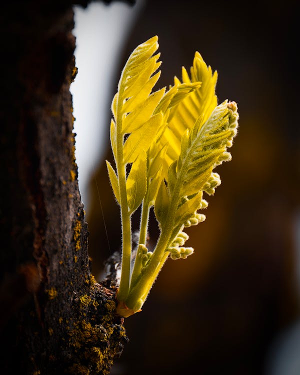 A small yellow flower growing on a tree branch