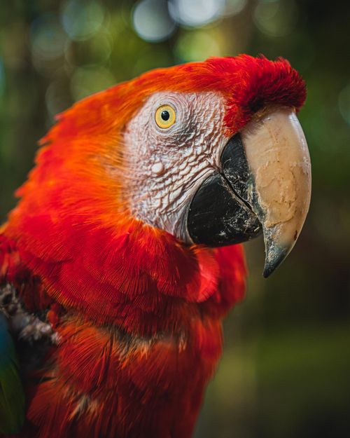 Free Close-up portrait of a colorful Scarlet Macaw (Ara macao) with vibrant feathers in Peru's lush jungle. Stock Photo