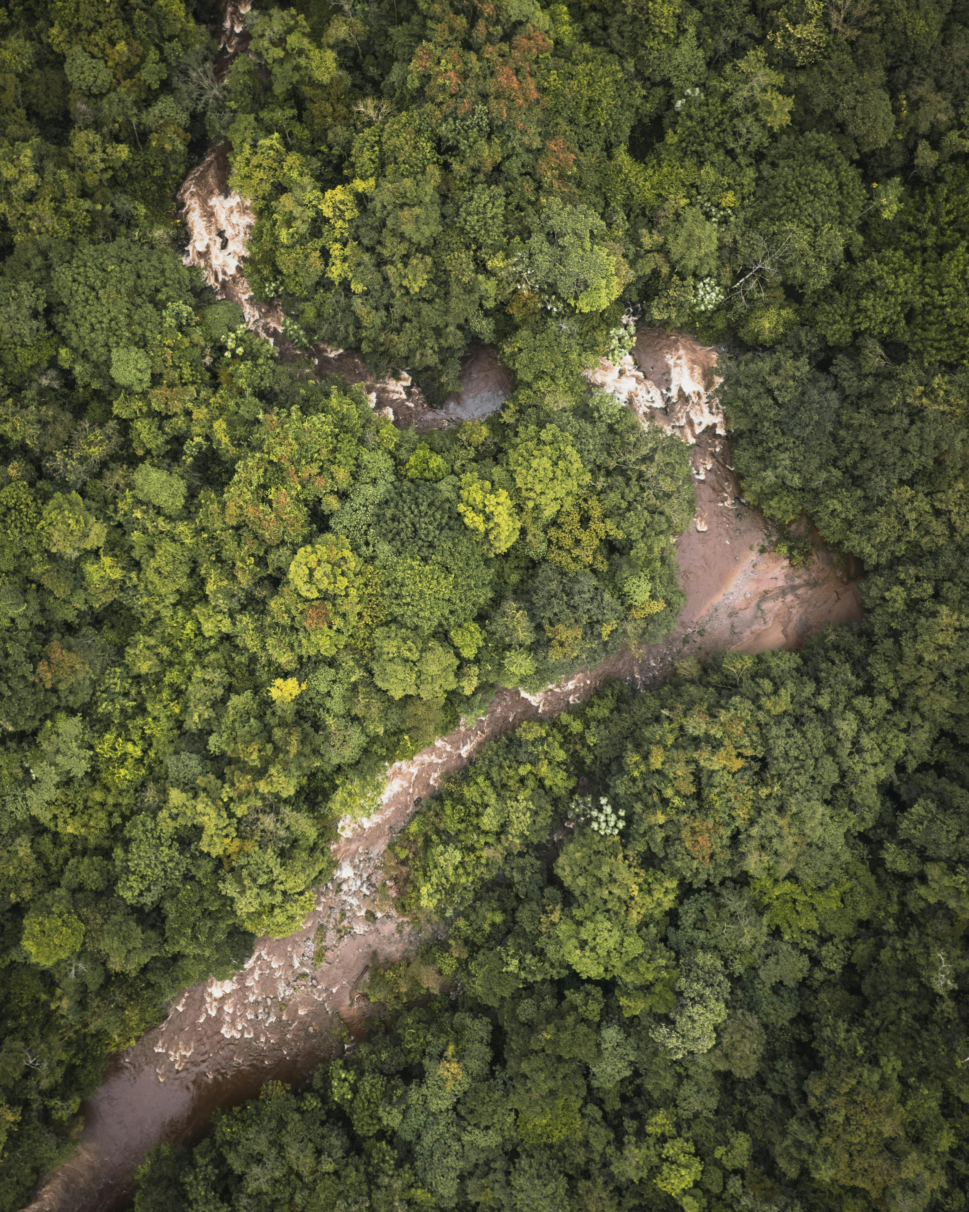 Preserving Suriname's Rainforest
