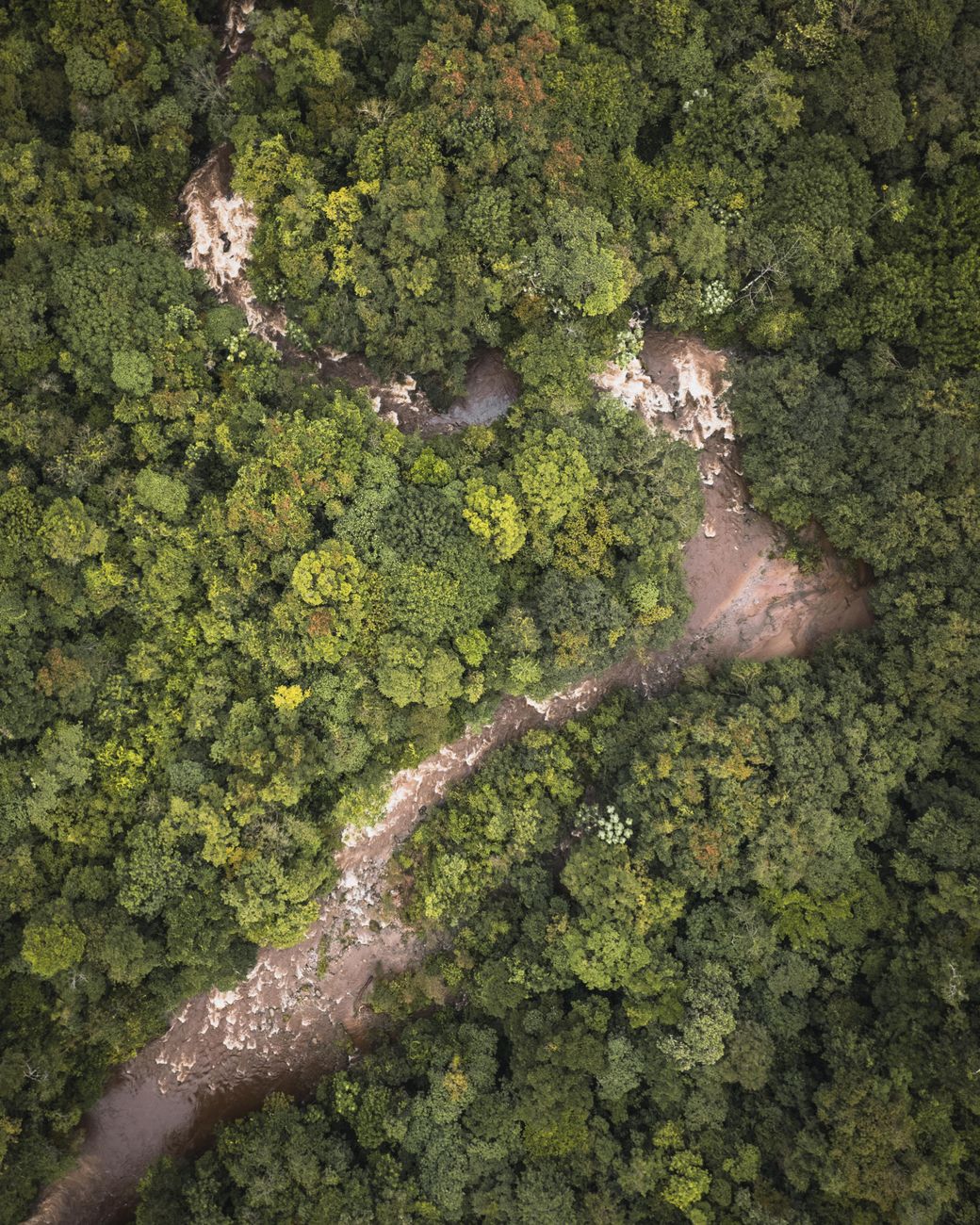 Preserving Suriname's Rainforest