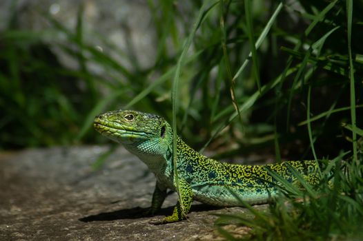Ocellated Lizard on Ground
