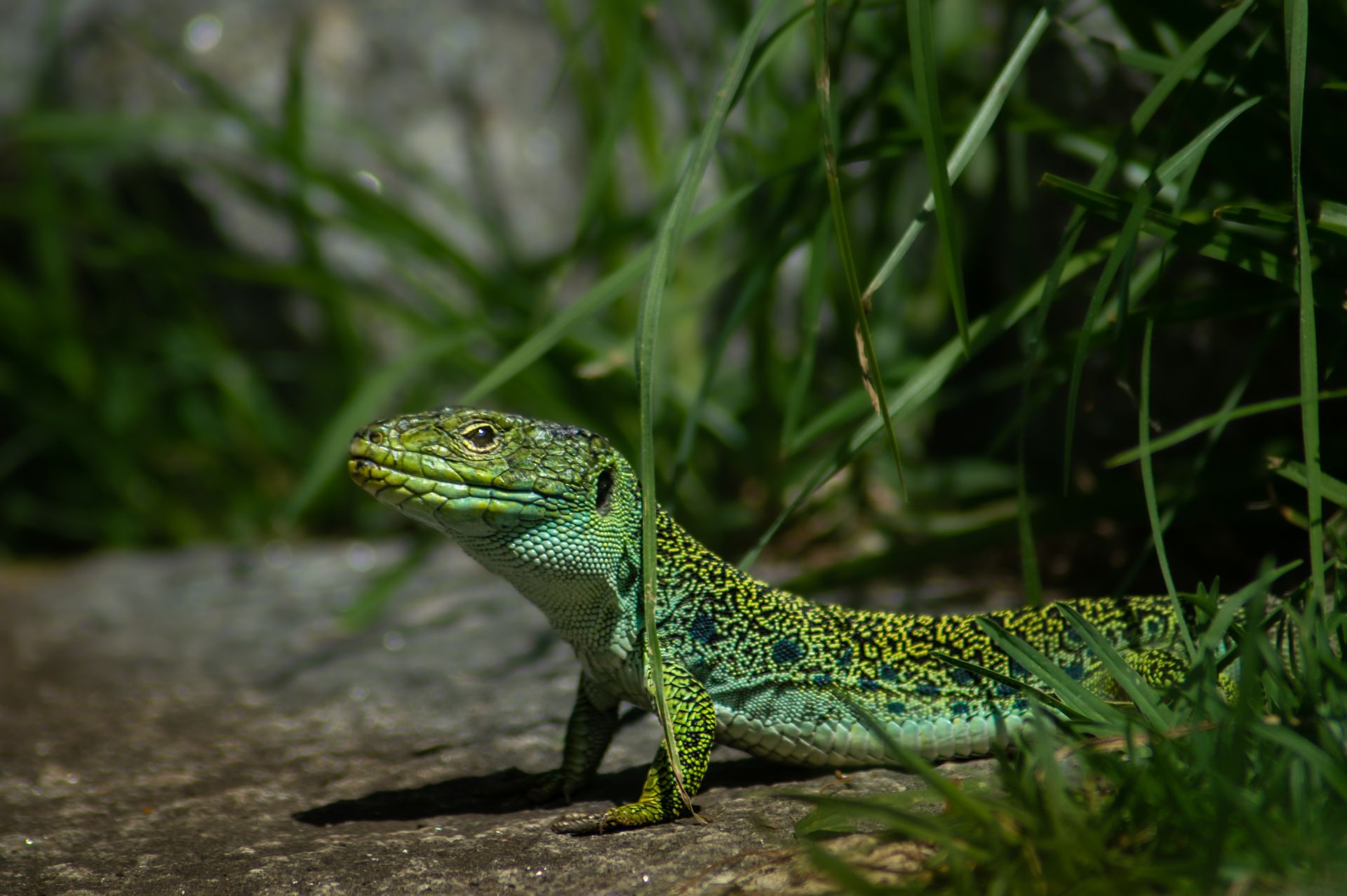 A vibrant ocellated lizard basking on a rock in a lush green environment.