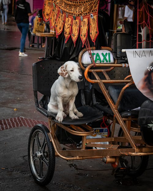 Immagine gratuita di adulto, anziano, cane