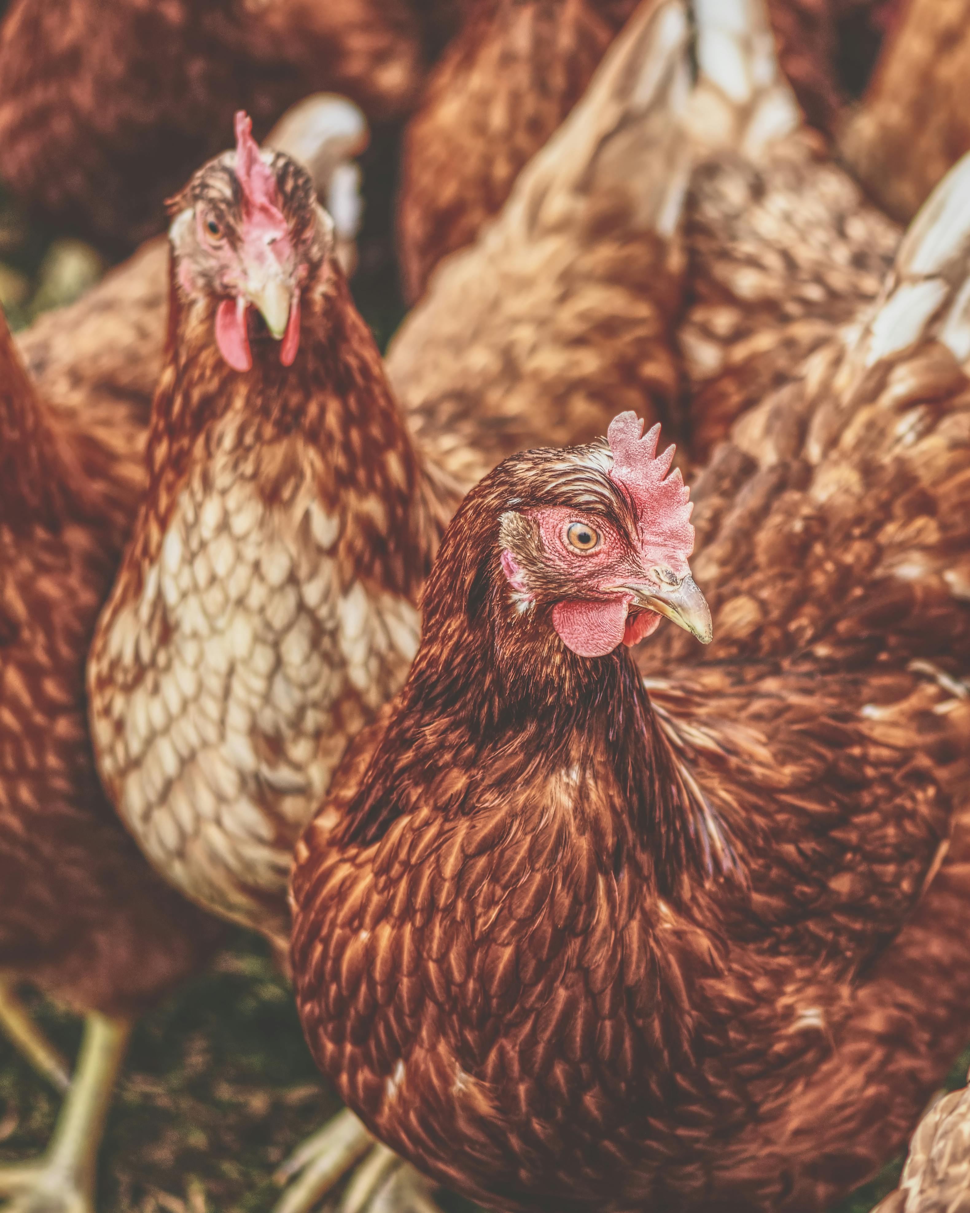 Flock Of Brown Hens · Free Stock Photo