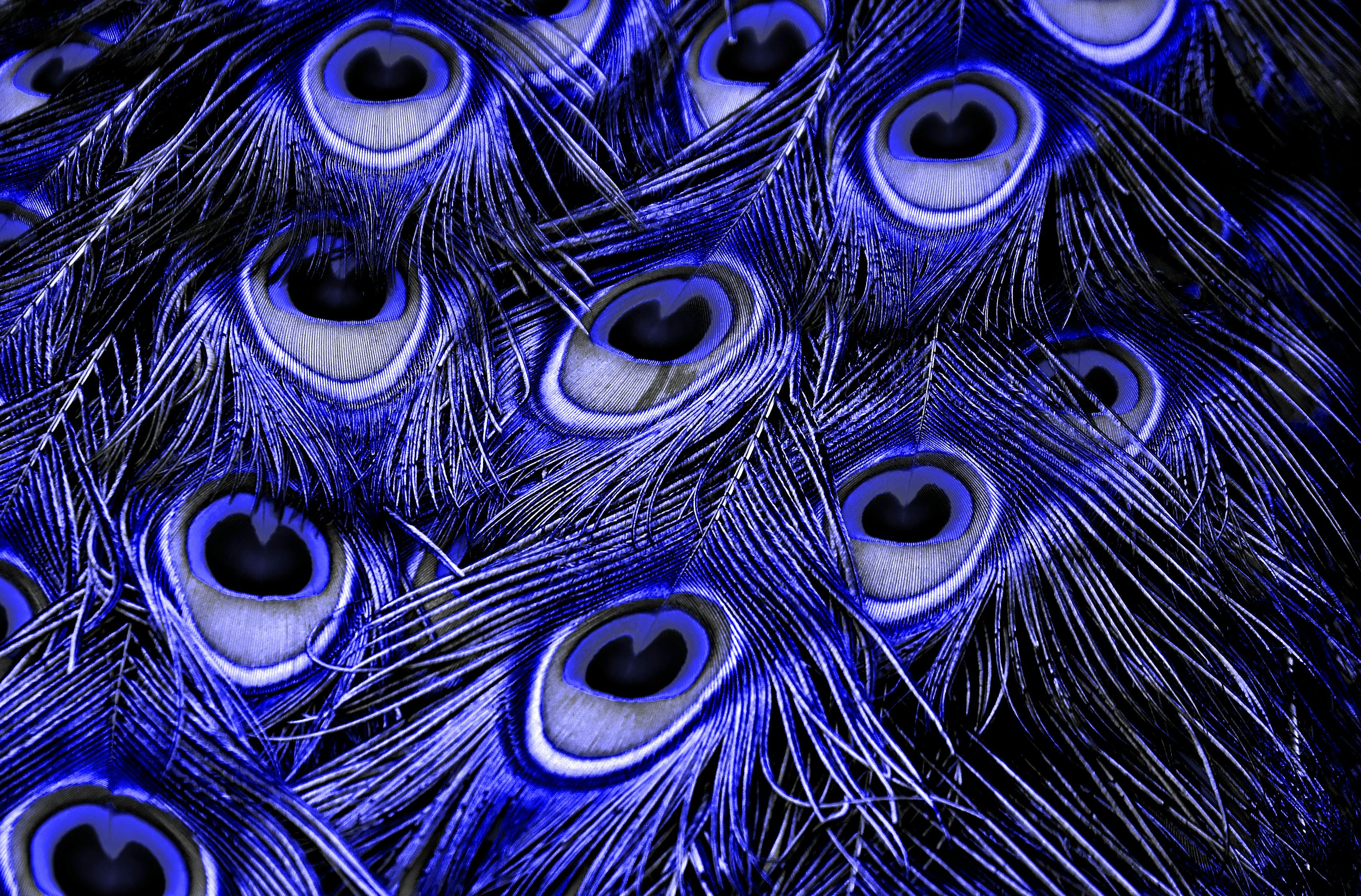Purple Peacock Feather · Free Stock Photo