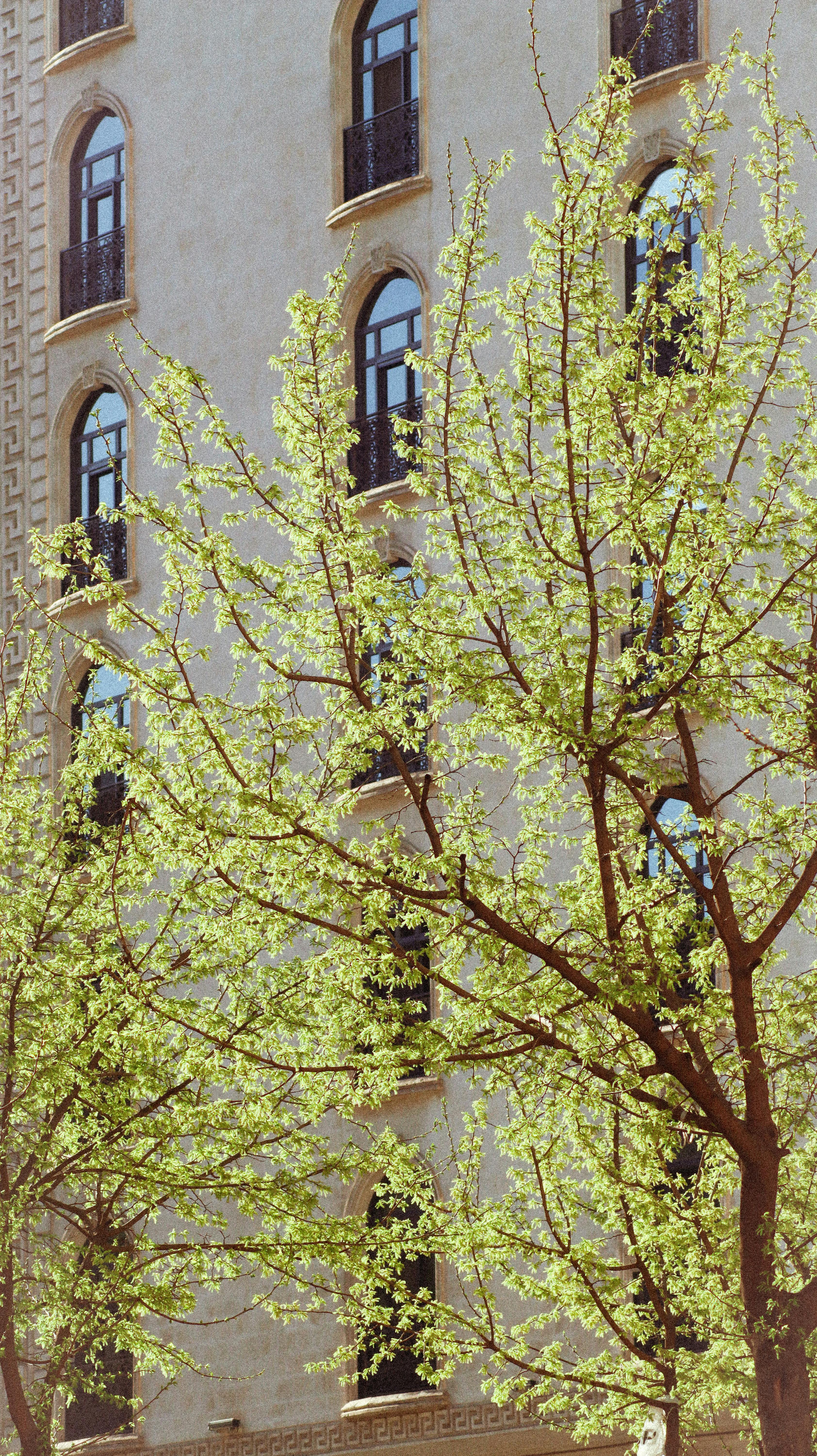 Lush green tree leaves in spring against a city building backdrop.