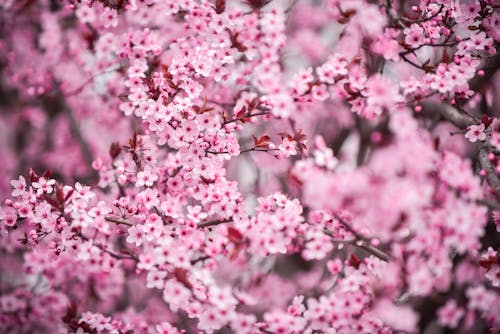 คลังภาพถ่ายฟรี ของ การเจริญเติบโต, ดอกไม้สีชมพู, ต้นเชอร์รี่