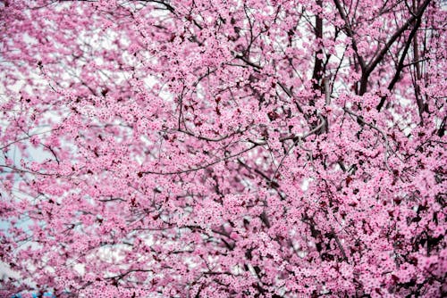 คลังภาพถ่ายฟรี ของ การเจริญเติบโต, ดอกไม้สีชมพู, ต้นเชอร์รี่