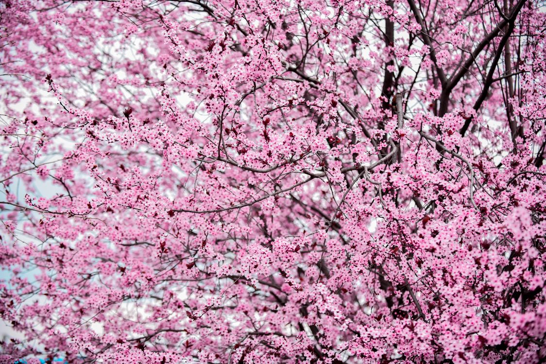 Cherry Tree In Spring Cherry Tree Blossoms in Spring · Free Stock Photo