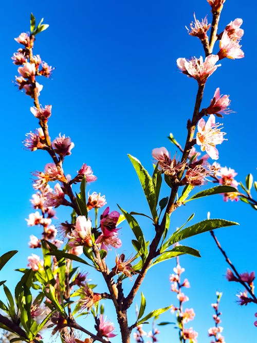 Gratis arkivbilde med bakgrunn, blå, blomst