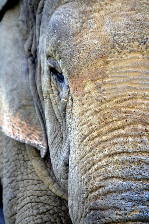 Elephant Close Up 1
