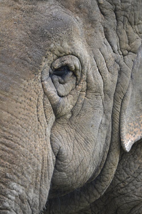 Elephant Close up 2