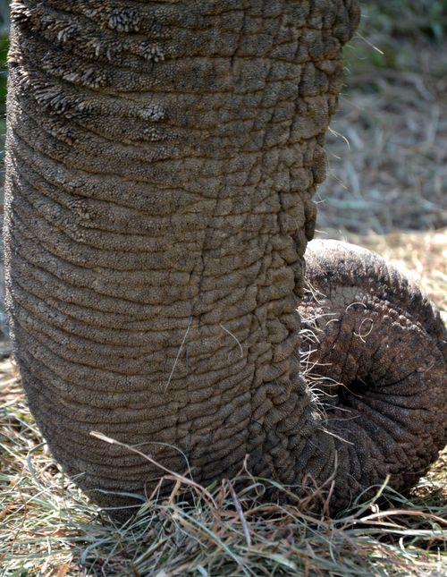 Free Detailed close-up of an elephant's trunk with textured skin in a natural environment Stock Photo