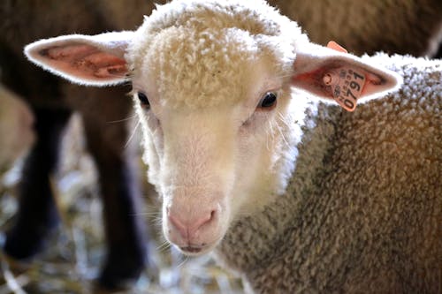 Foto stok gratis cute, domba, fotografi binatang