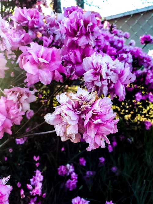 Kostnadsfri bild av blommor, eftermiddag, färg