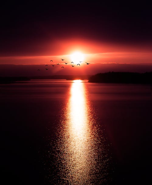 Silhouette of Birds Flying over Body of Water