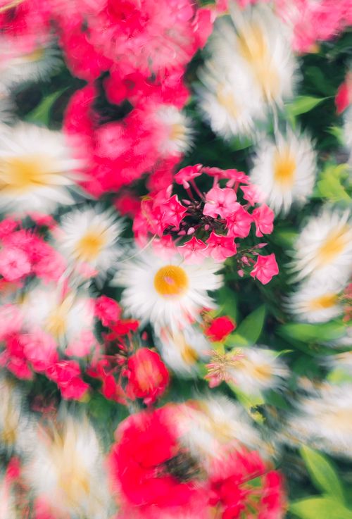 Free A dynamic and vivid motion blur photo of pink and white flowers in a lush garden setting. Stock Photo