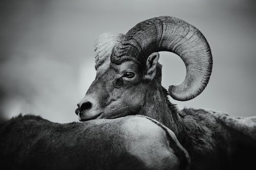 Darmowe zdjęcie z galerii z baran, czarno-biały, fotografia zwierzęcia