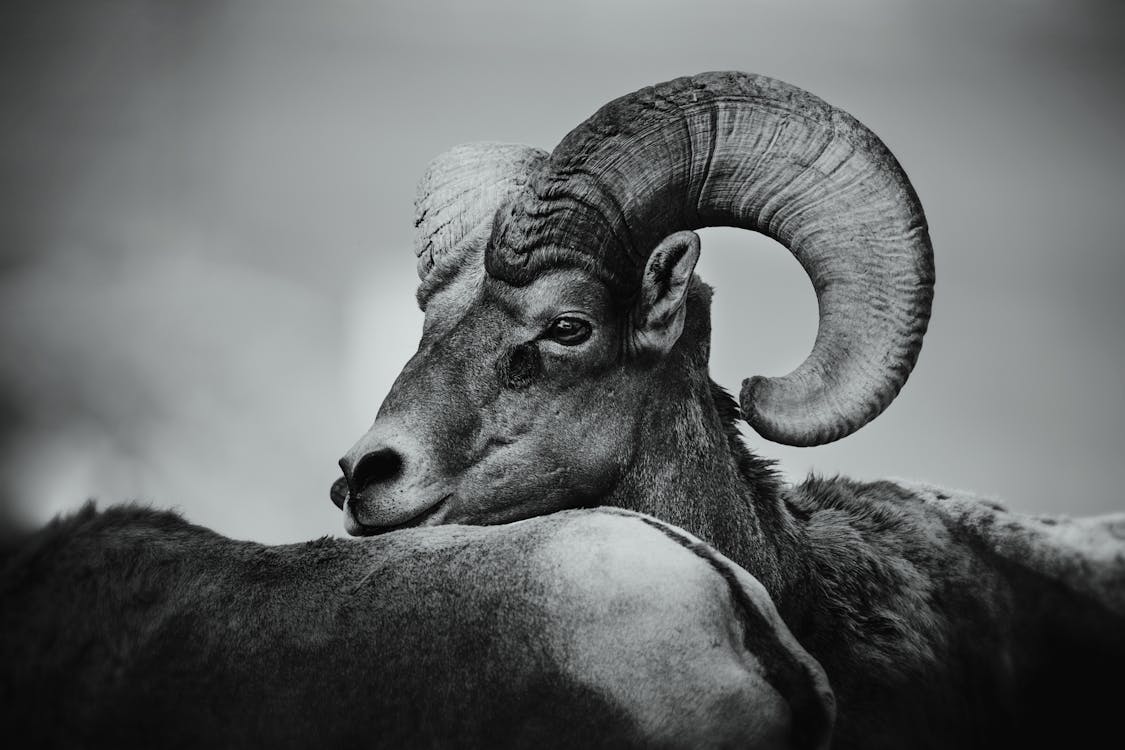 Foto d'estoc gratuïta de animals, ariet, blanc i negre