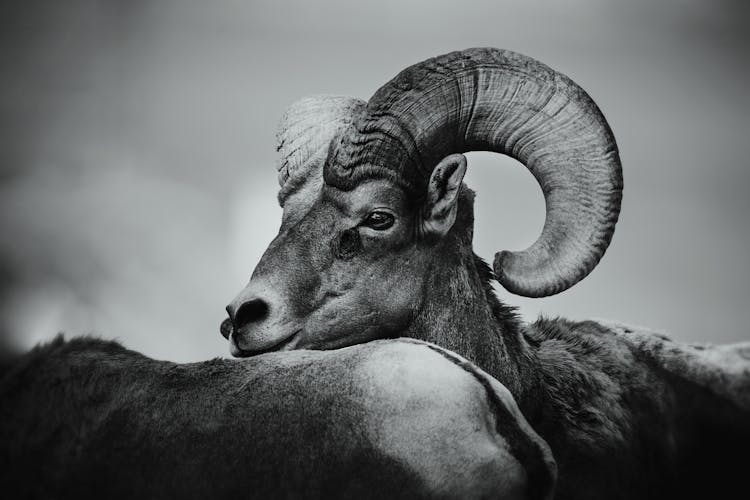 Bighorn Sheep Ram