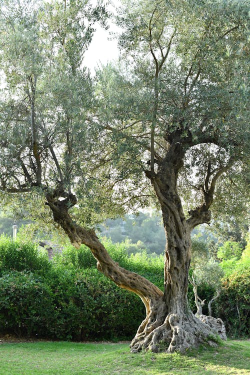 Δωρεάν στοκ φωτογραφιών με αγροτικός, γρασίδι, δέντρο