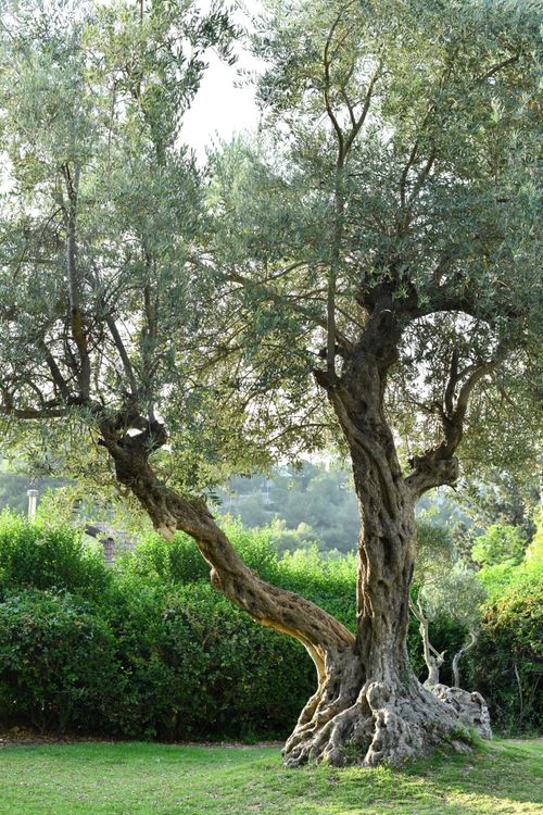 Free A scenic view of a majestic olive tree in a verdant garden, showcasing vibrant natural beauty. Stock Photo