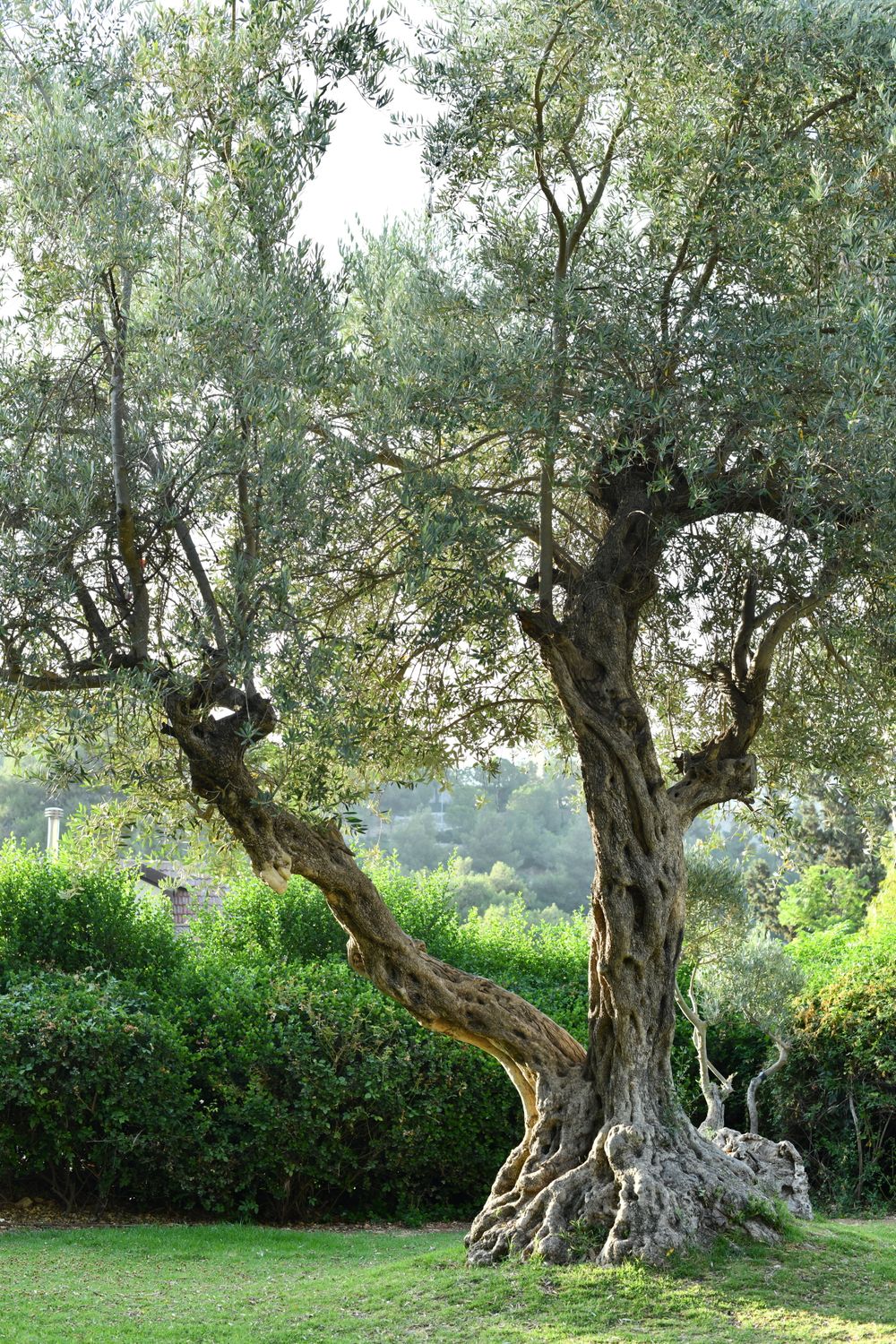 Bushes Like Tree Green Tree and Bushes · Free Stock Photo