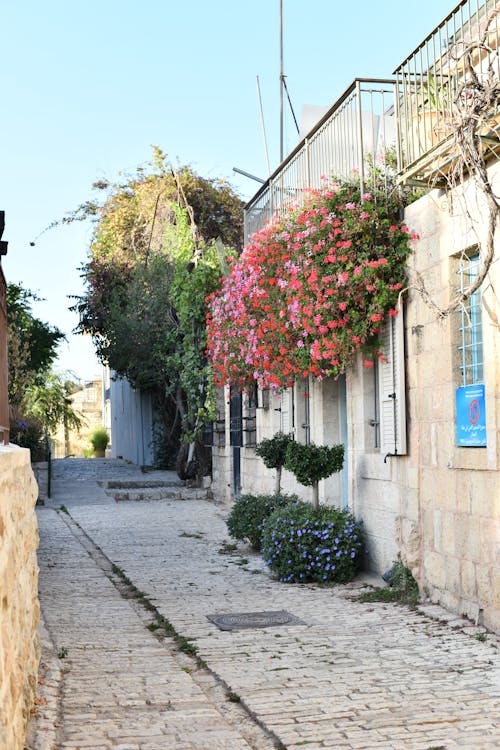 Δωρεάν στοκ φωτογραφιών με topiary, ανυπομονησία, ιερουσαλήμ