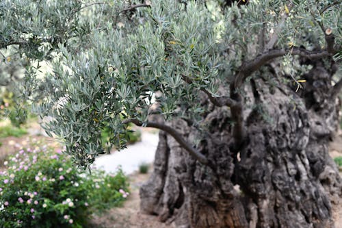 Δωρεάν στοκ φωτογραφιών με γεσθημάνη, ελαιόδενδρο, ιερουσαλήμ