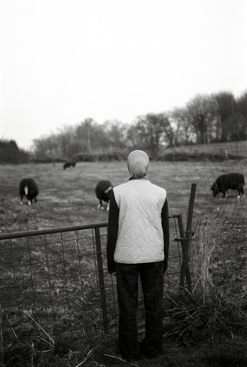 A person standing in a field looking at cows