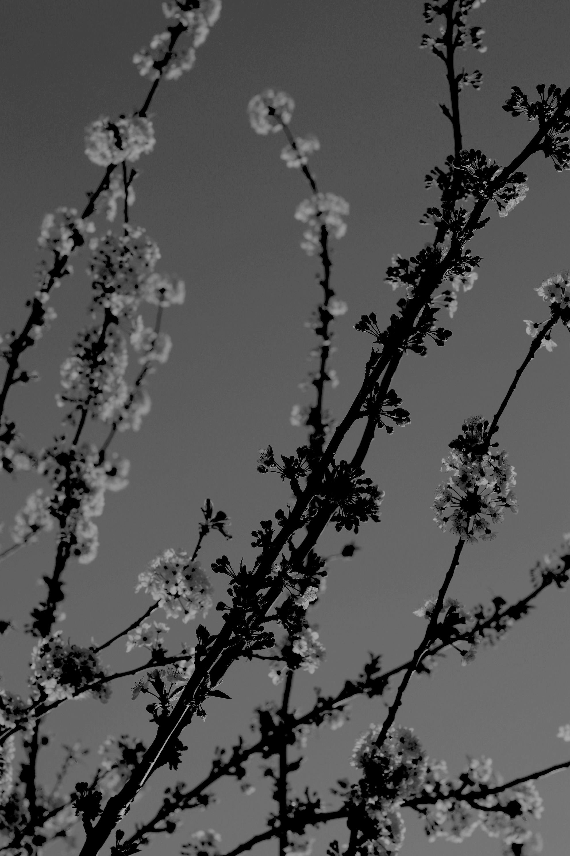 Black and white photo of cherry blossoms against the sky, emphasizing nature's elegance.