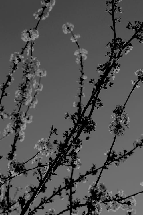 Black and white photo of a tree with flowers