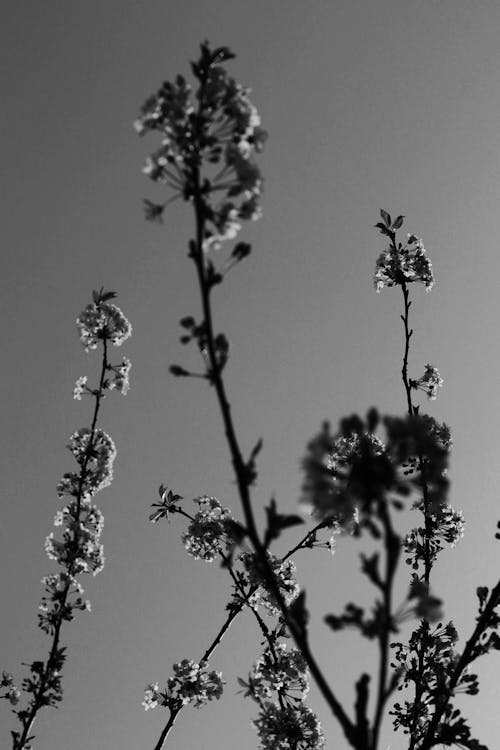 Foto stok gratis bayangan hitam, bunga, cabang