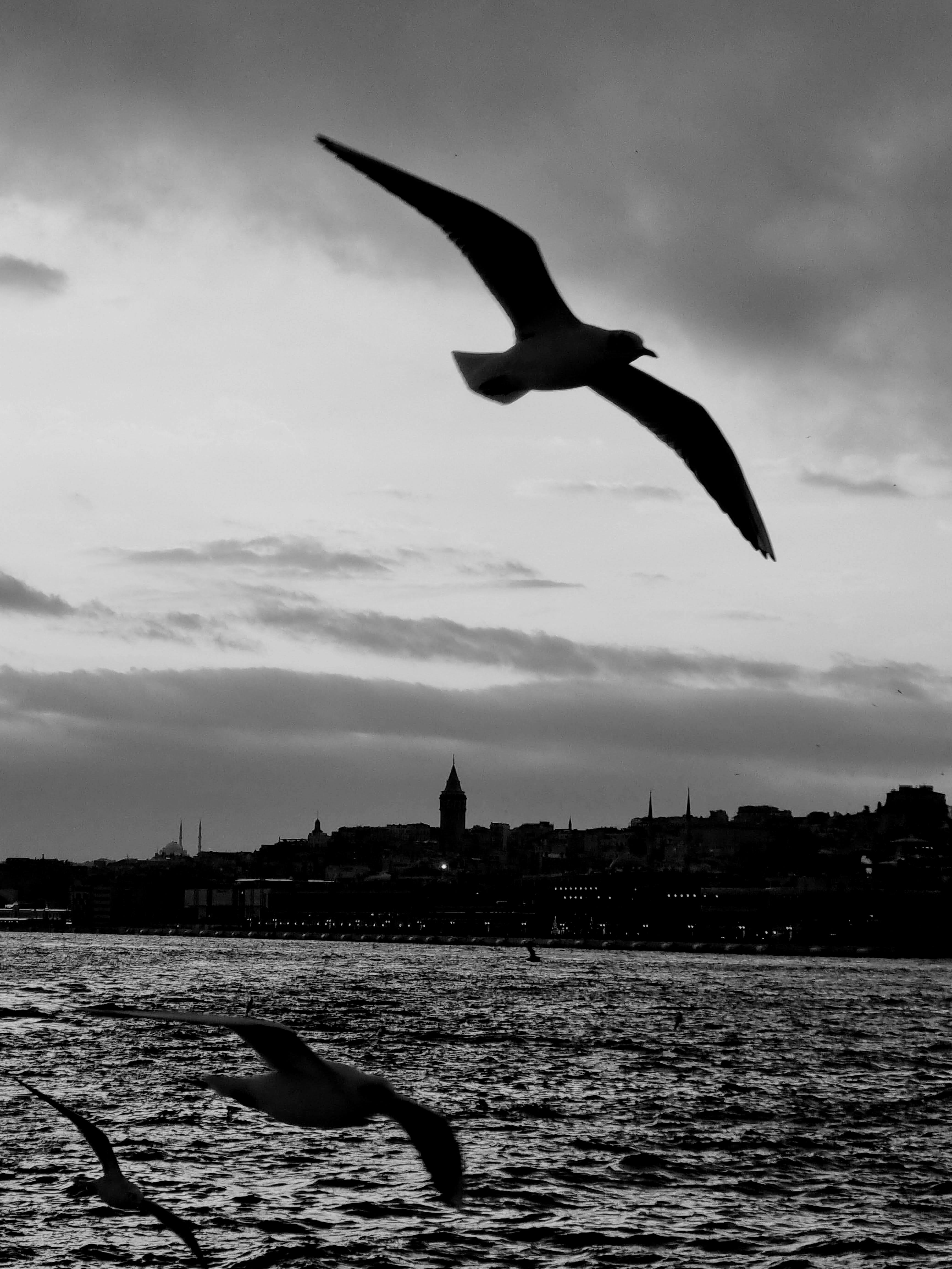 Black and white photo of seagulls flying over the Bosporus with Istanbul skyline in the background.
