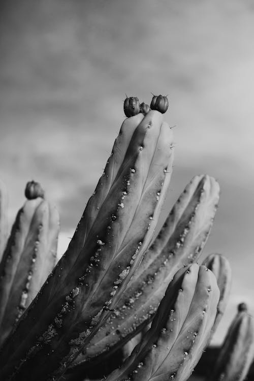 Fotobanka s bezplatnými fotkami na tému čierny a biely, hroty, kaktus