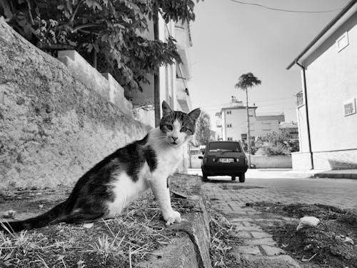 A black and white photo of a cat sitting on the side of the road