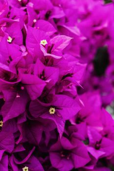 Stunning close-up of vivid purple bougainvillea flowers in a garden setting.