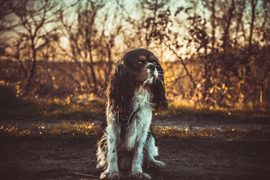 Cavalier King Charles Spaniel