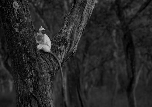 Kostenloses Stock Foto zu affe, baum, draußen