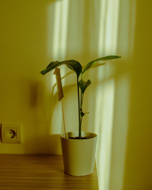 A plant in a pot on a table in front of a window