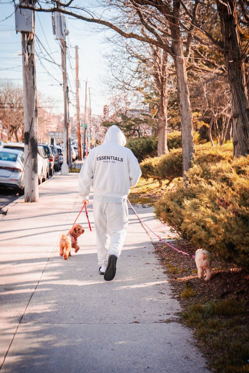 Foto stok gratis binatang peliharaan, hoodie putih, kalung anjing