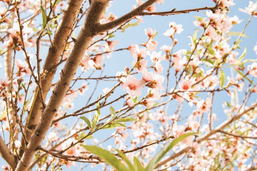 Foto d'estoc gratuïta de arbre, delicat, flor de cirerer