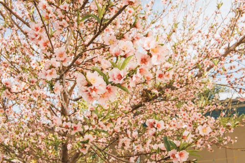 天性, 春天, 樹 的 免費圖庫相片