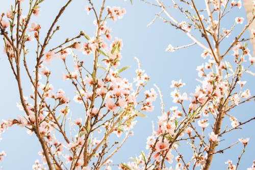 Immagine gratuita di crescita, delicato, fiore di ciliegio