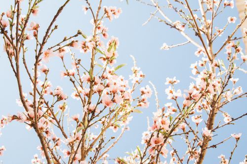 Free Stunning cherry blossoms in full bloom against a bright blue sky, capturing the essence of spring. Stock Photo
