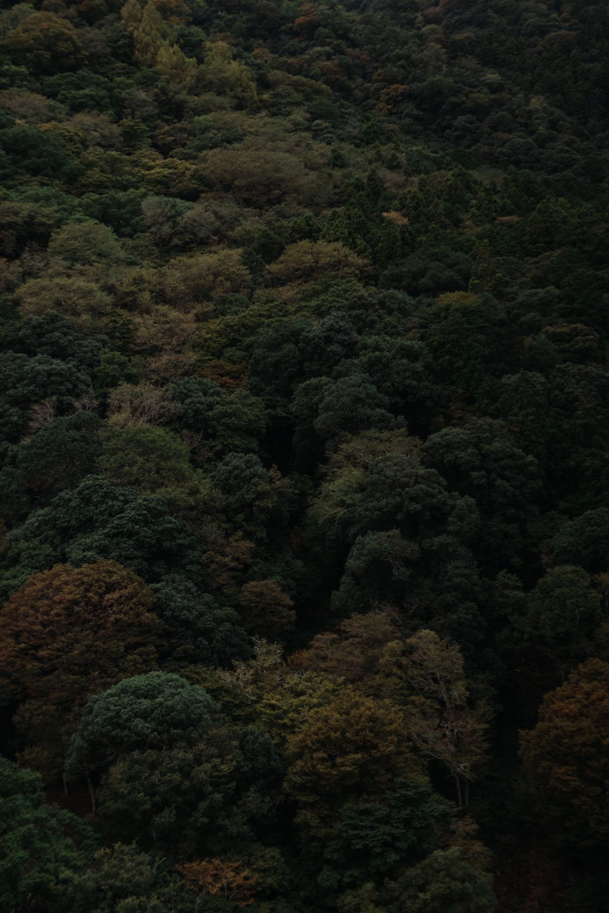 Waterfall cascading through lush green forest in Yakushima
