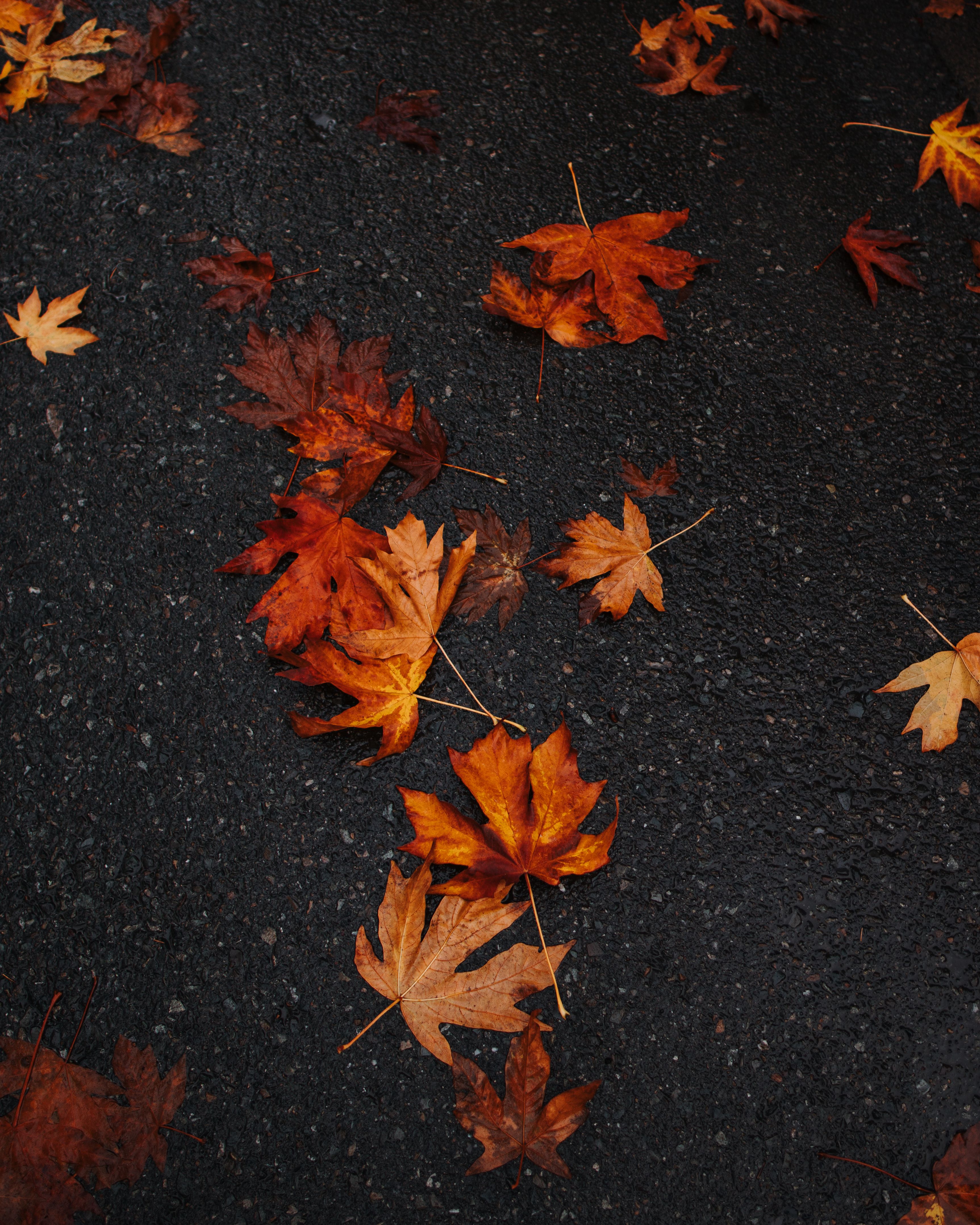 Fallen Leaves on Pavement in Vancouver, Canada in Autumn · Free Stock Photo
