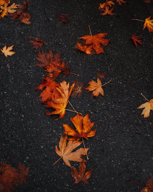 Immagine gratuita di asfalto, autunno, canada