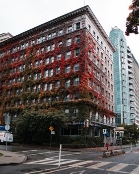 The Sylvia Hotel in Vancouver draped in vibrant autumn ivy, showcasing urban architecture.